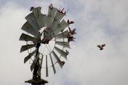 Ferris wheel for Galahs